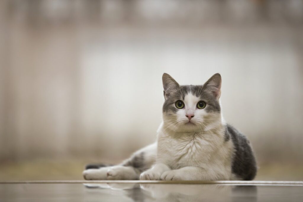 A young cat is sitting