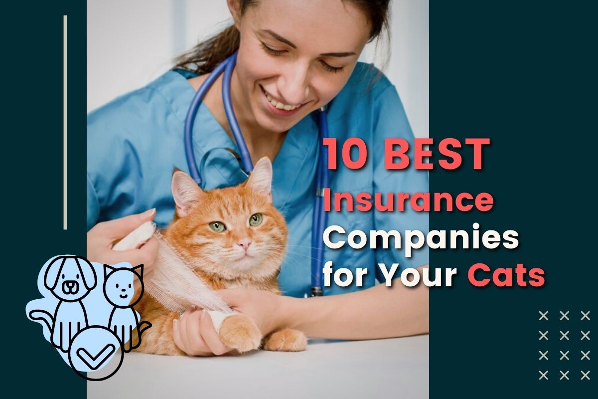 Cat Insurance - 10 Best Insurance Companies for Your Cats