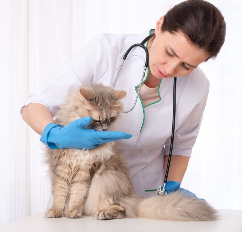 A vet and a cat