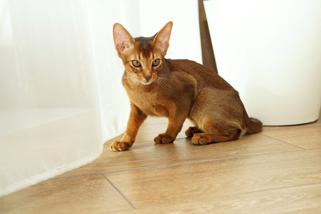 Abyssinian cat sitting on floor