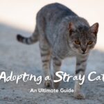 A Guide on Adopting a Stray Cat - Never Shy Away From Adopting a Stray Cat!