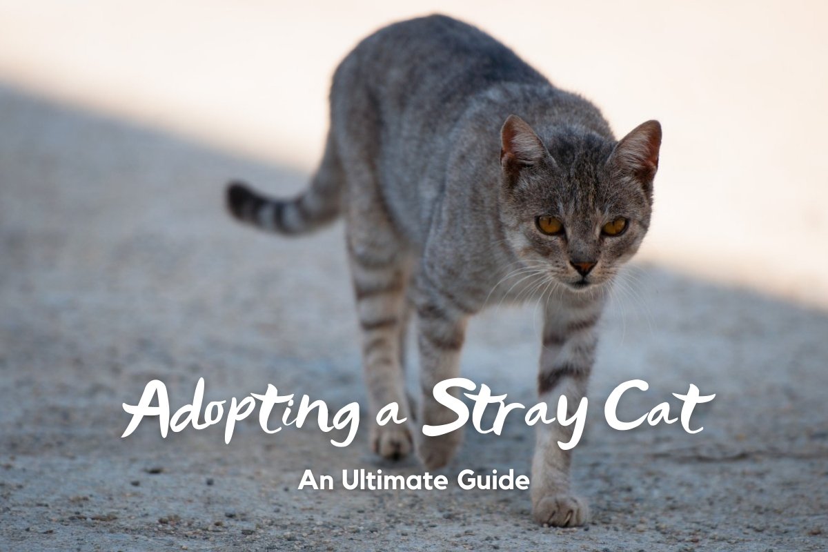Adopting a stray cat