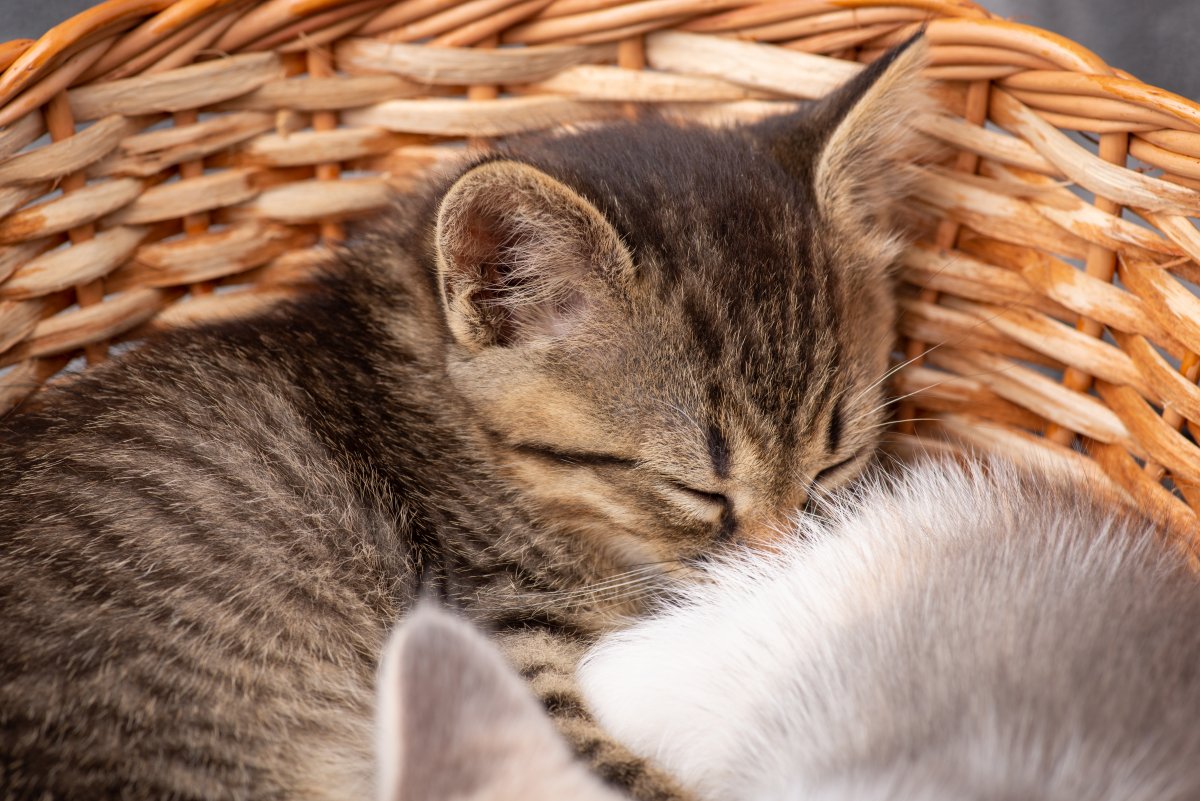 Adorable kitten sleeping in a basket