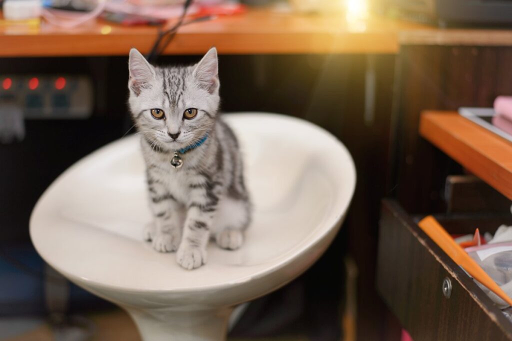 American Shorthair kitten sitting on chair