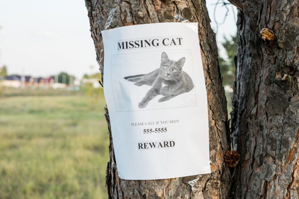 Announcement of a missing cat