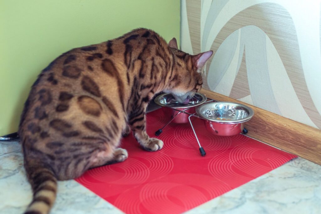 Bengal cat eating food from metal bowl