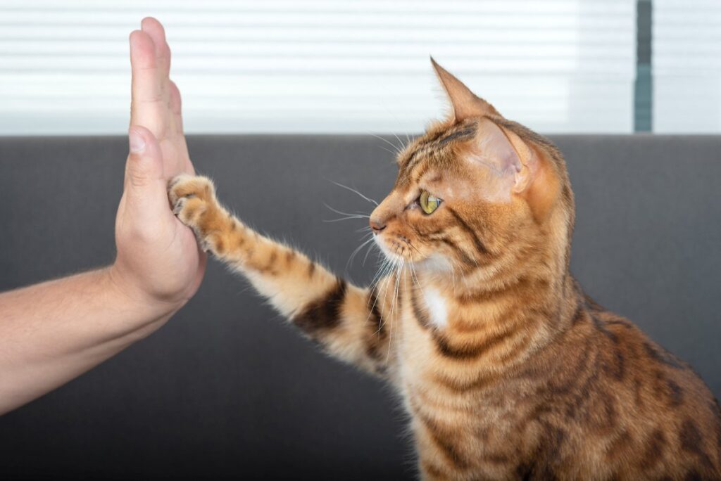 Bengal cat giving its owner a high five