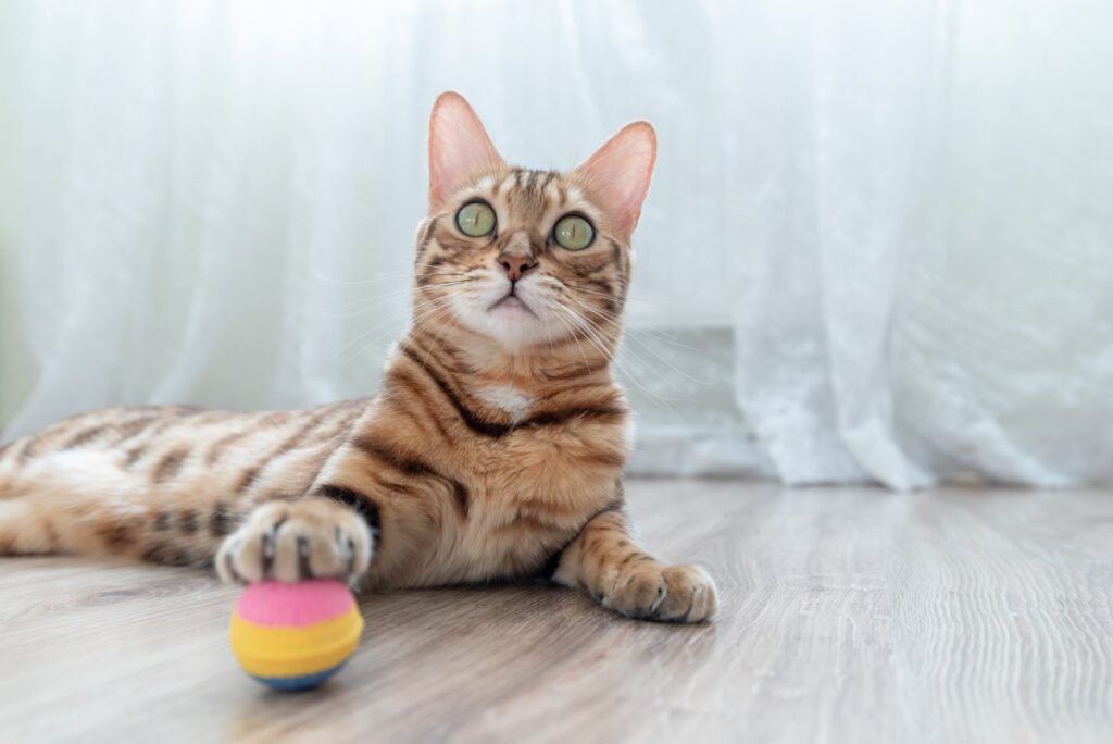 A Bengal cat is playing with a colorful toy