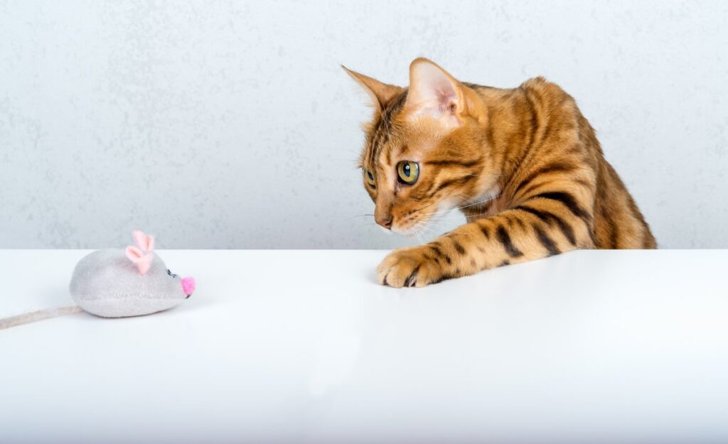 A Bengal cat is playing with a plush mouse