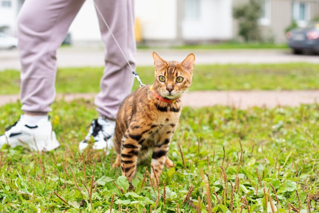 Bengal cat walking on a leash