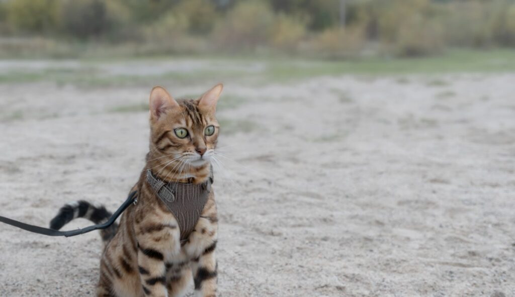 Bengal kitten in brown harness