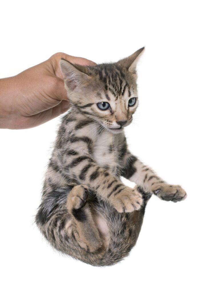 A cute Bengal kitten