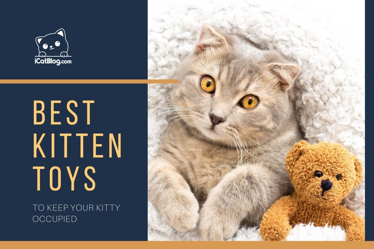 Best Kitten Toys to Keep Your Kitty Occupied