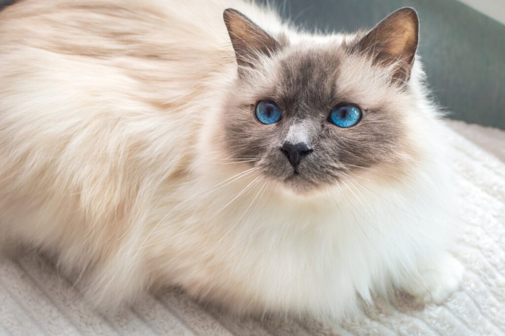 A Birman cat with fantastic blue eyes
