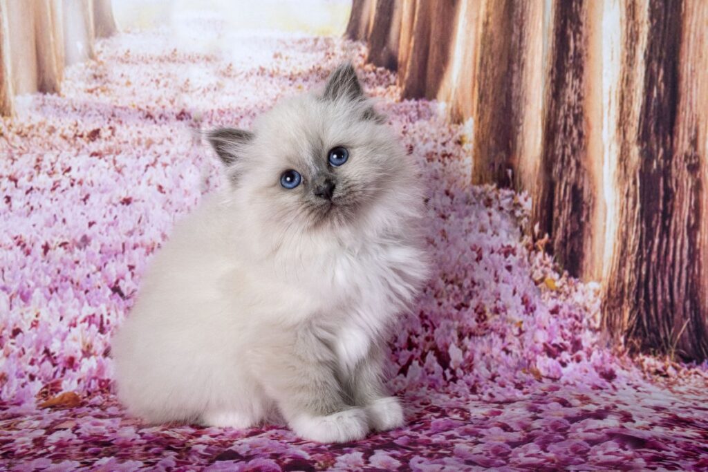 Birman kitten in front of flower background