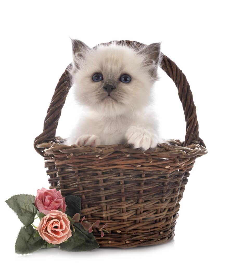 A Briman kitten is sitting in a basket