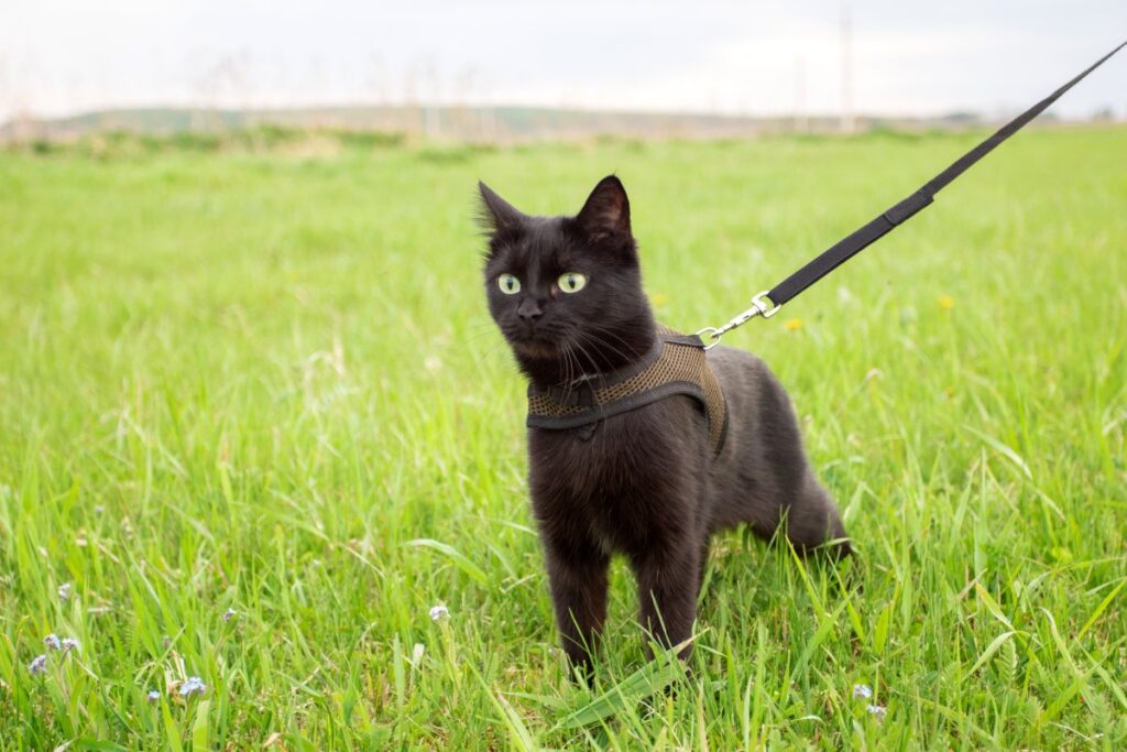 Black cat walking on grass with harness