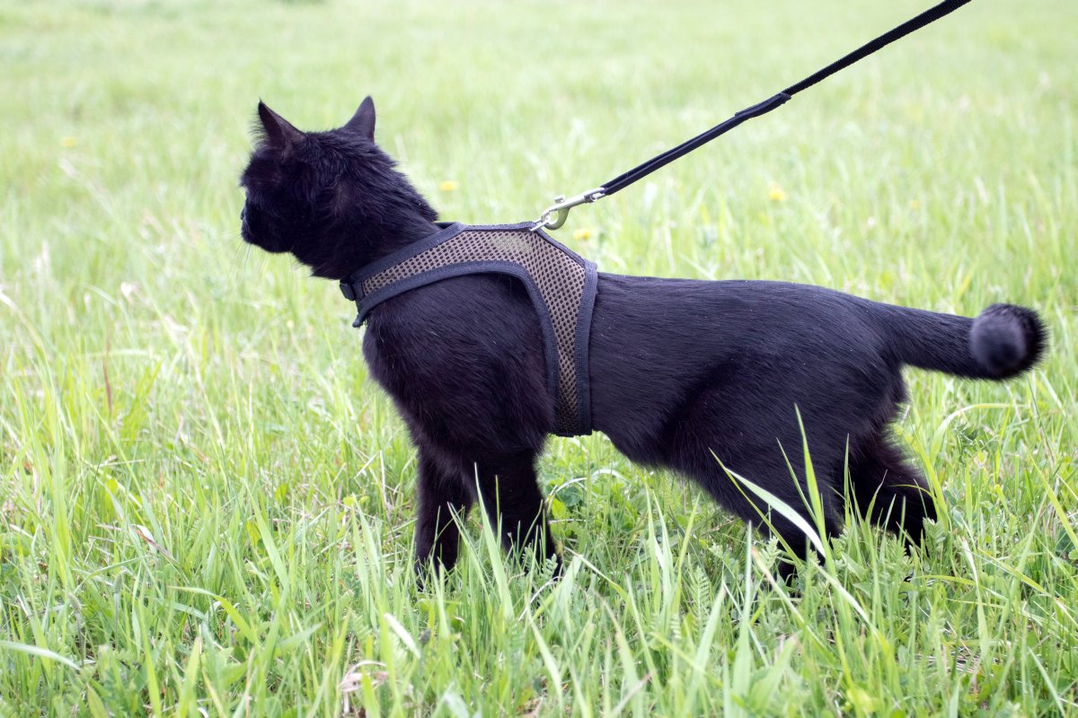 Black cat walking with harness and leash