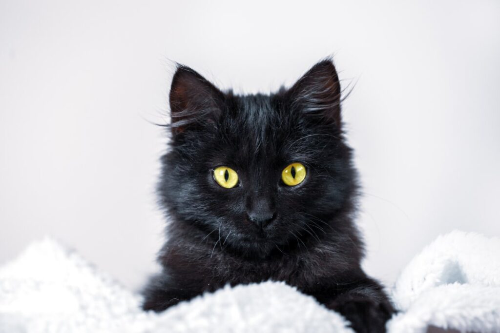 Black kitten with yellow eyes