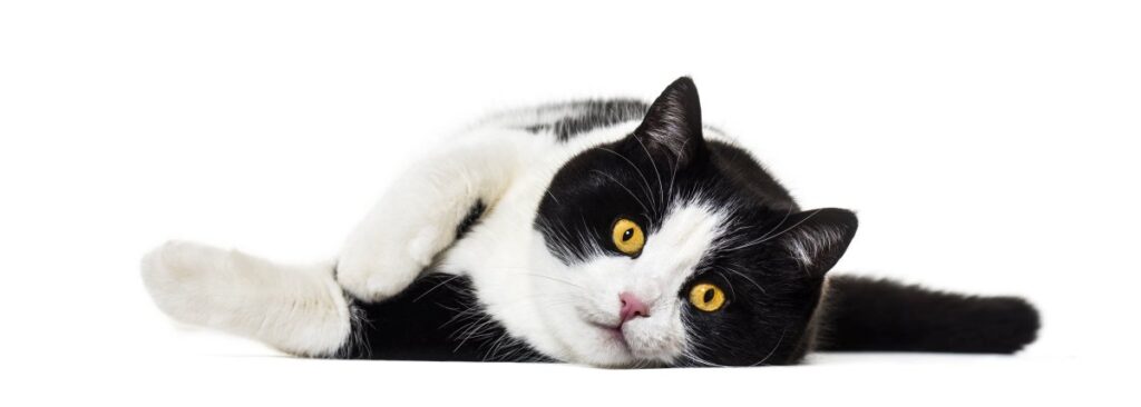 Black and white cat lying down
