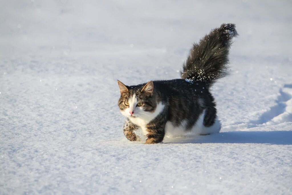 Black and white cat walking on snow