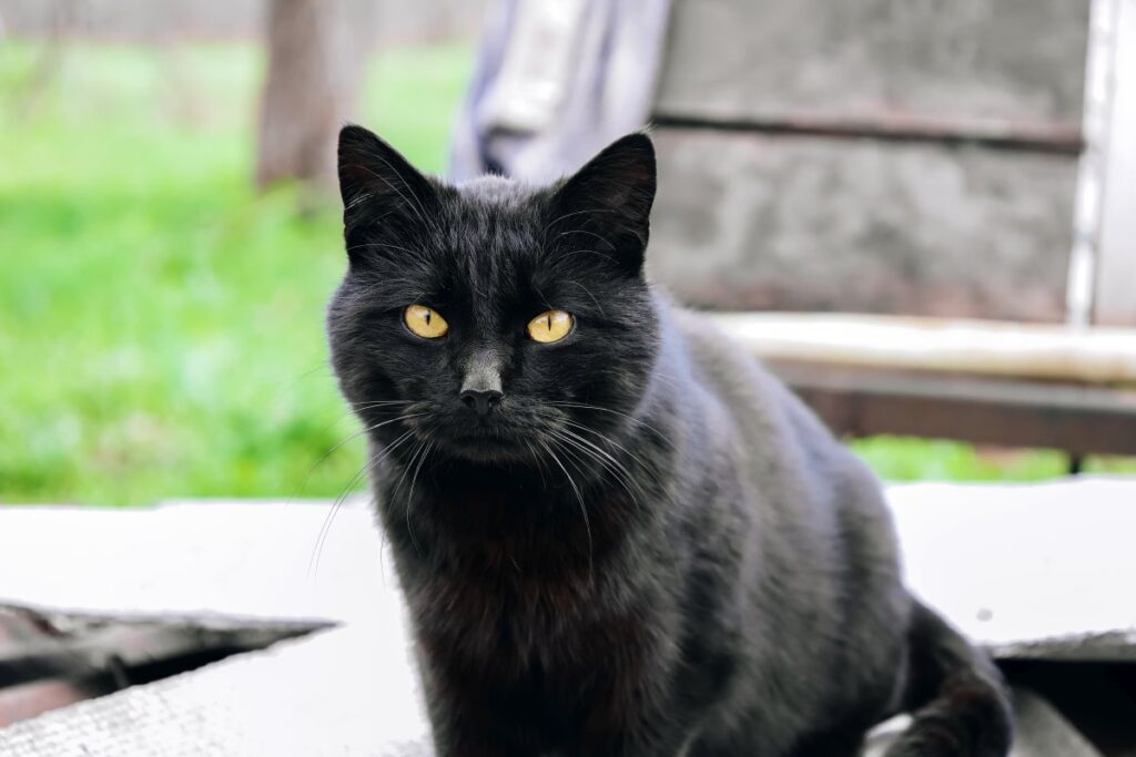 Bombay cat sitting outdoors