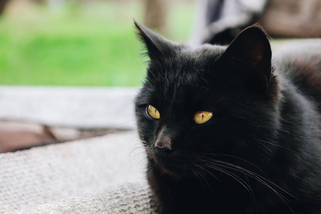 Staring Bombay cat with yellow eyes