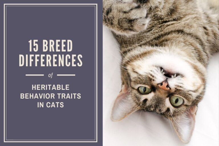 15 Breed Differences of Heritable Behavior Traits in Cats