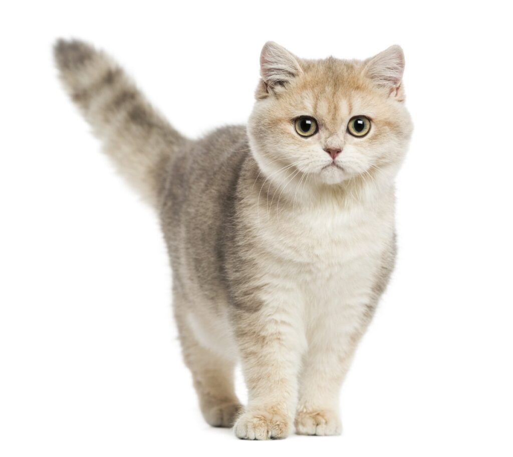 British Shorthair cat standing