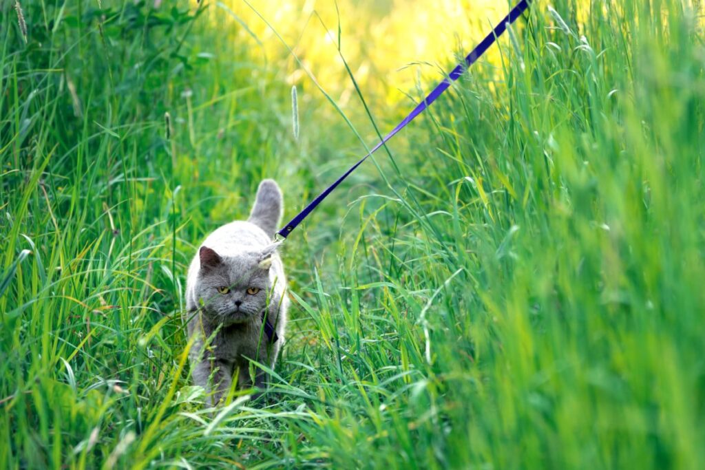 British Shorthair cat walking on a leash