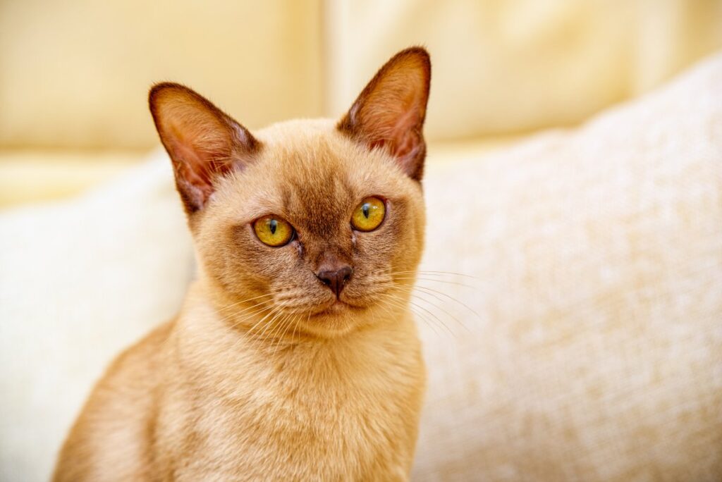 Portrait of a Burmese cat