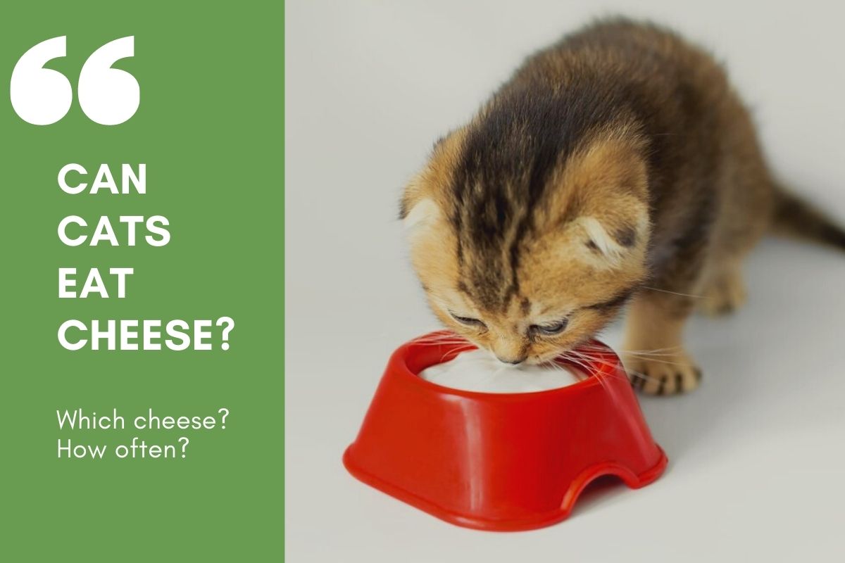 How Often Can Cats Eat Cheese?