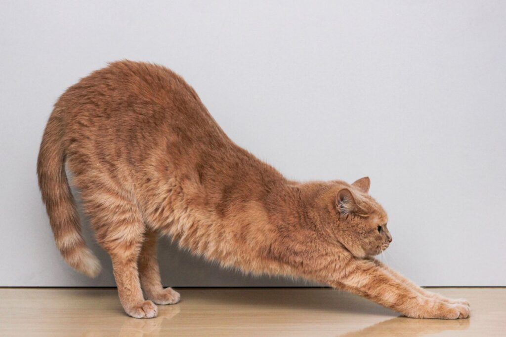 A cat is arching its back
