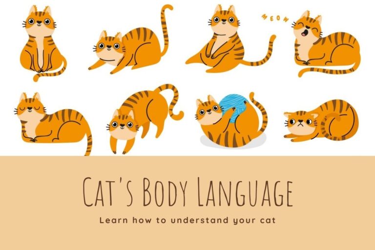 Cat's Body Language