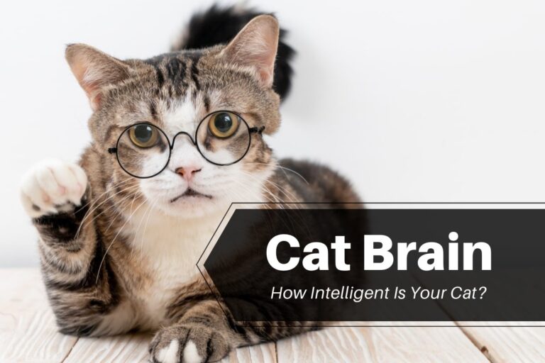 Cat Brain - How Intelligent Is Your Cat