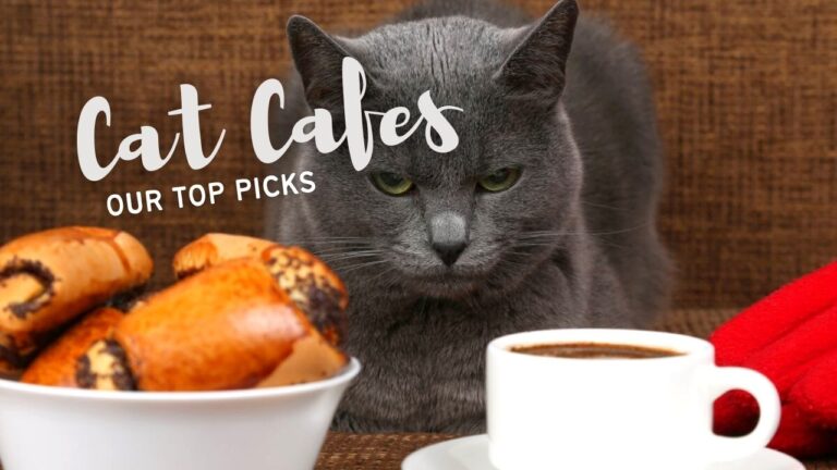 Cat Cafe - Our Top Picks