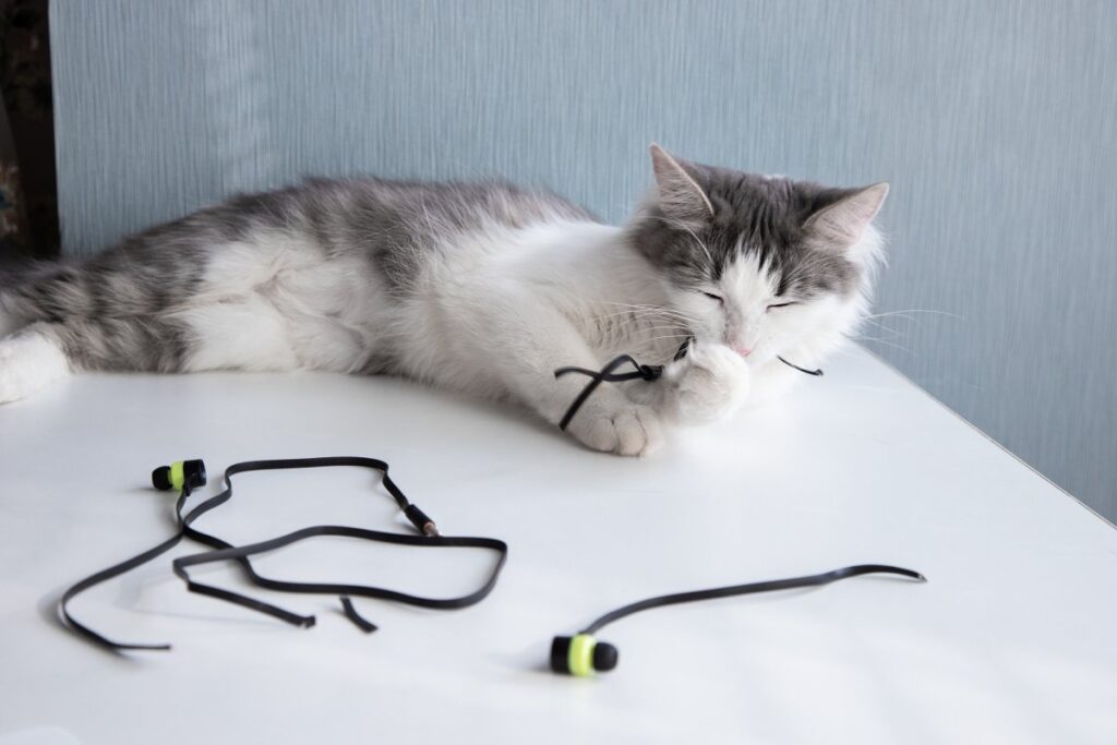 A cat is chewing on the headphone cable