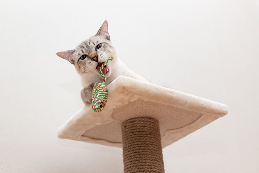 Cat climbing space