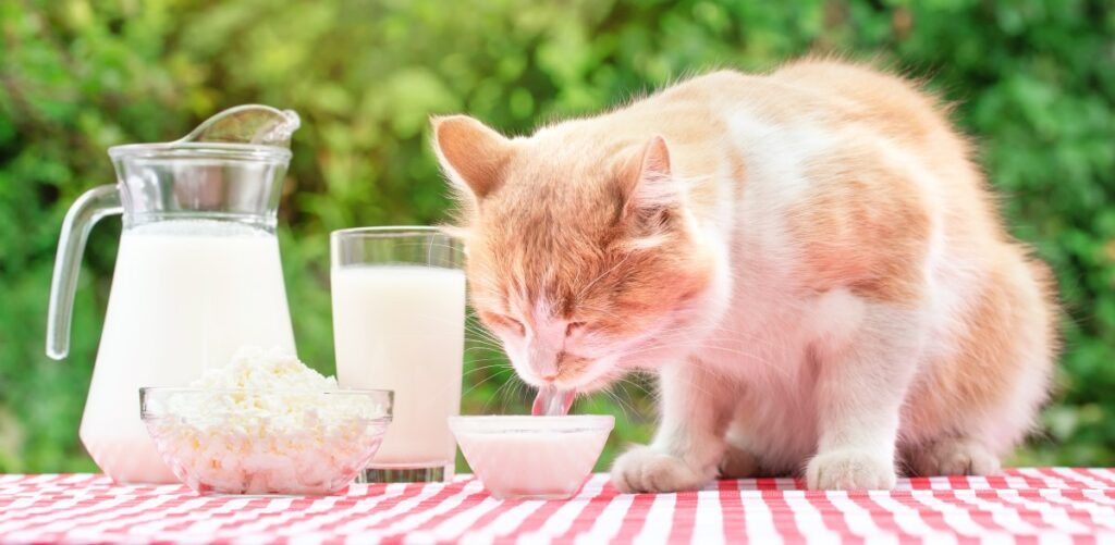 A cat is eating dairy products