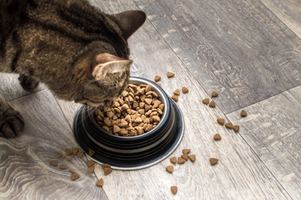Cat eating dry food from bowl