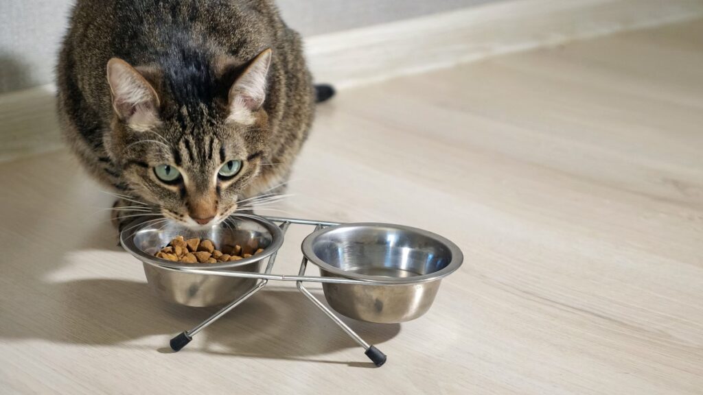 A cat is eating dry food from a bowl