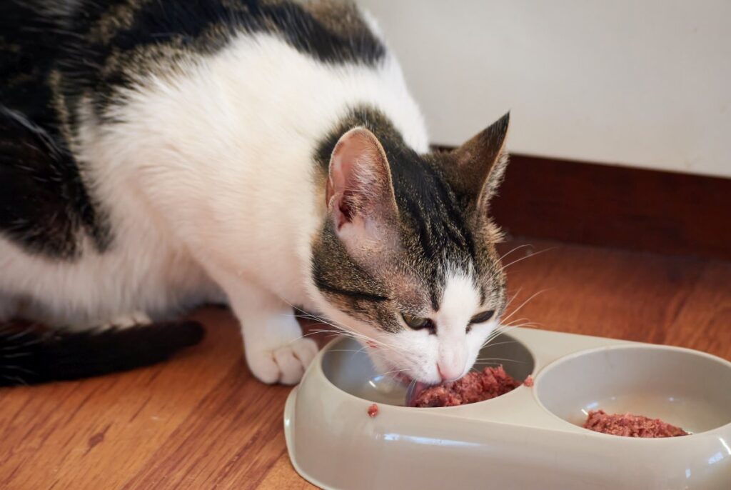 A gray and white cat is eating food from a bowl