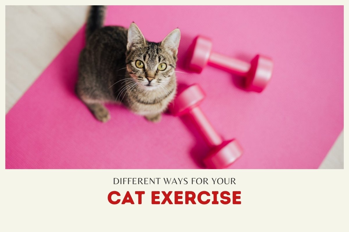 Different Ways for Your Cat Exercise