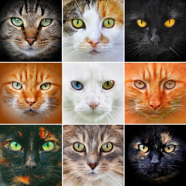 Cat breeds ultimate guide