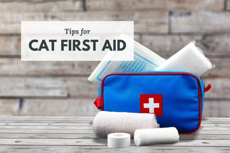 Tips for Cat First Aid