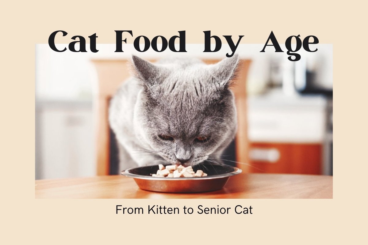 Cat Food by Age - From Kitten to Senior Cat