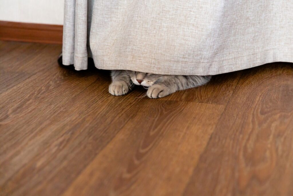Cat hiding behind a curtain