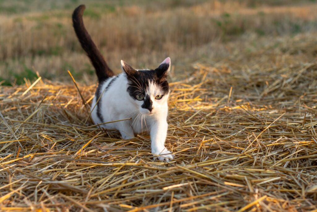 A cat is hunting with its tailed raised