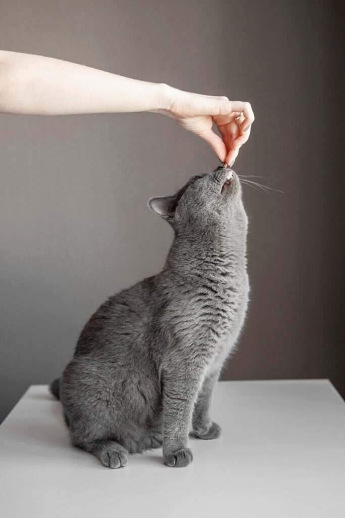 A gray cat is reaching for a treat