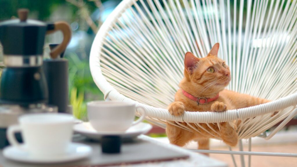 Cat relaxing on rattan chair